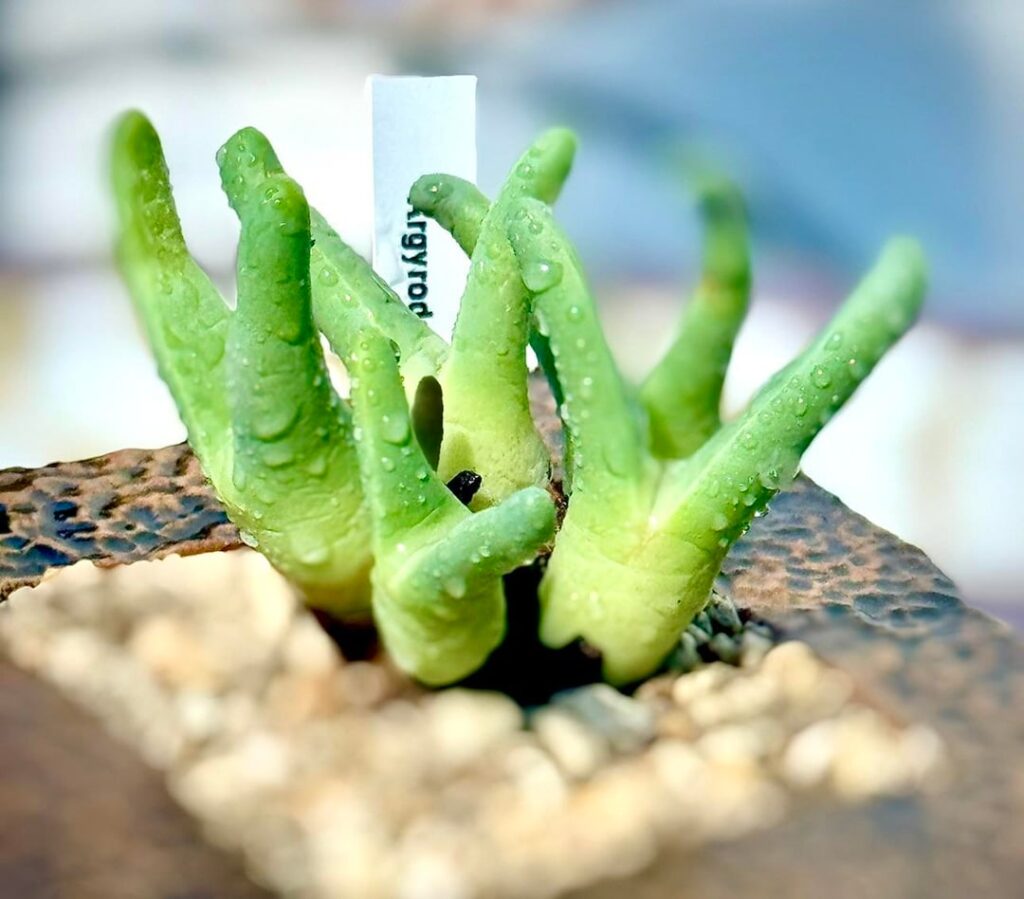 Only have two Argyroderma’s I want more! Little green fingers😃
