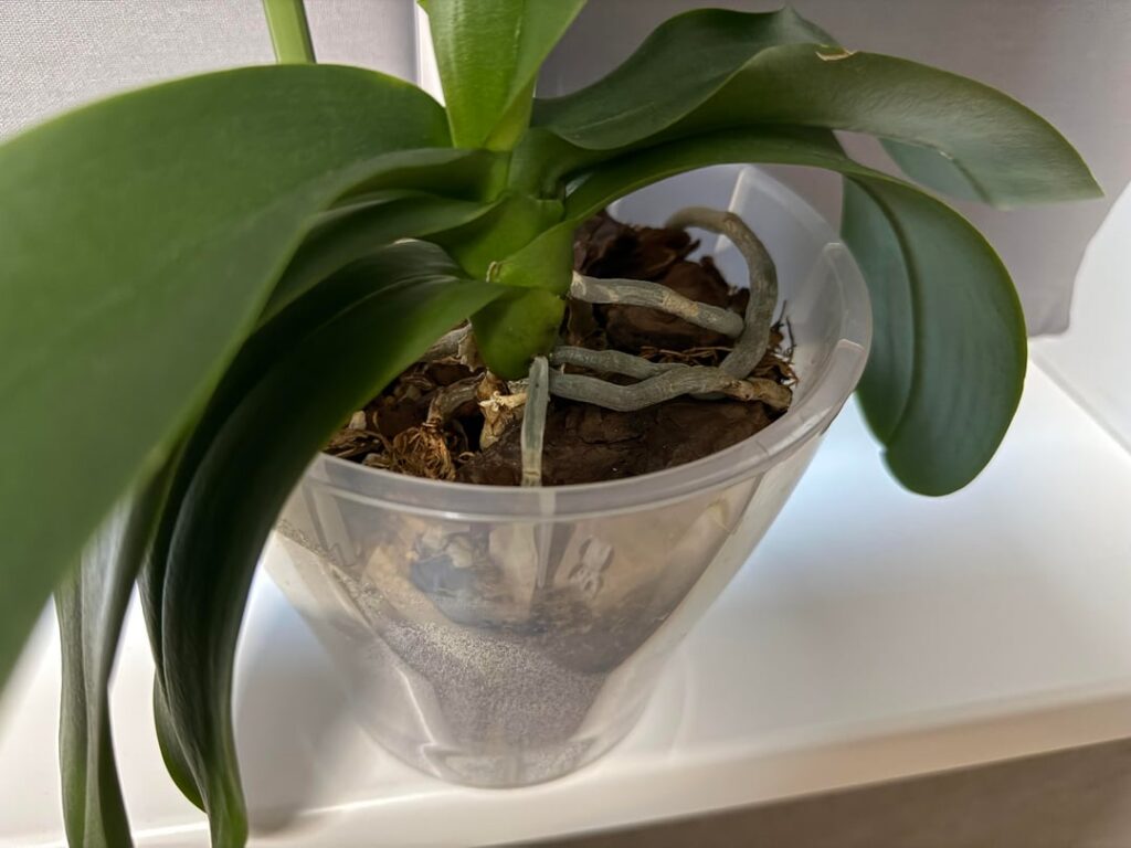 Leaves look off- too much soil moisture? Leaves look off- too much soil moisture?