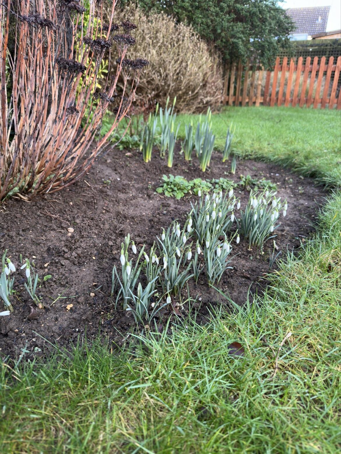 The snowdrops are here