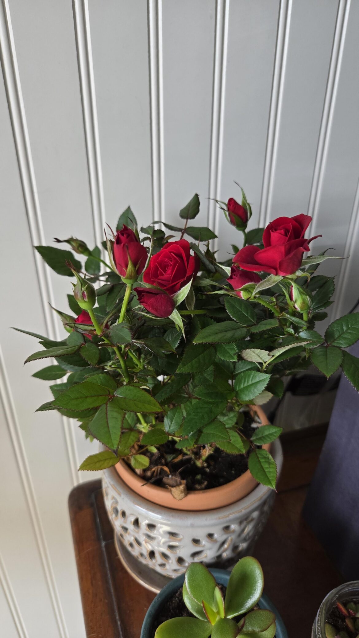 My New Mini Rose – Best Options For Potting My New Mini Rose - Best Options For Potting