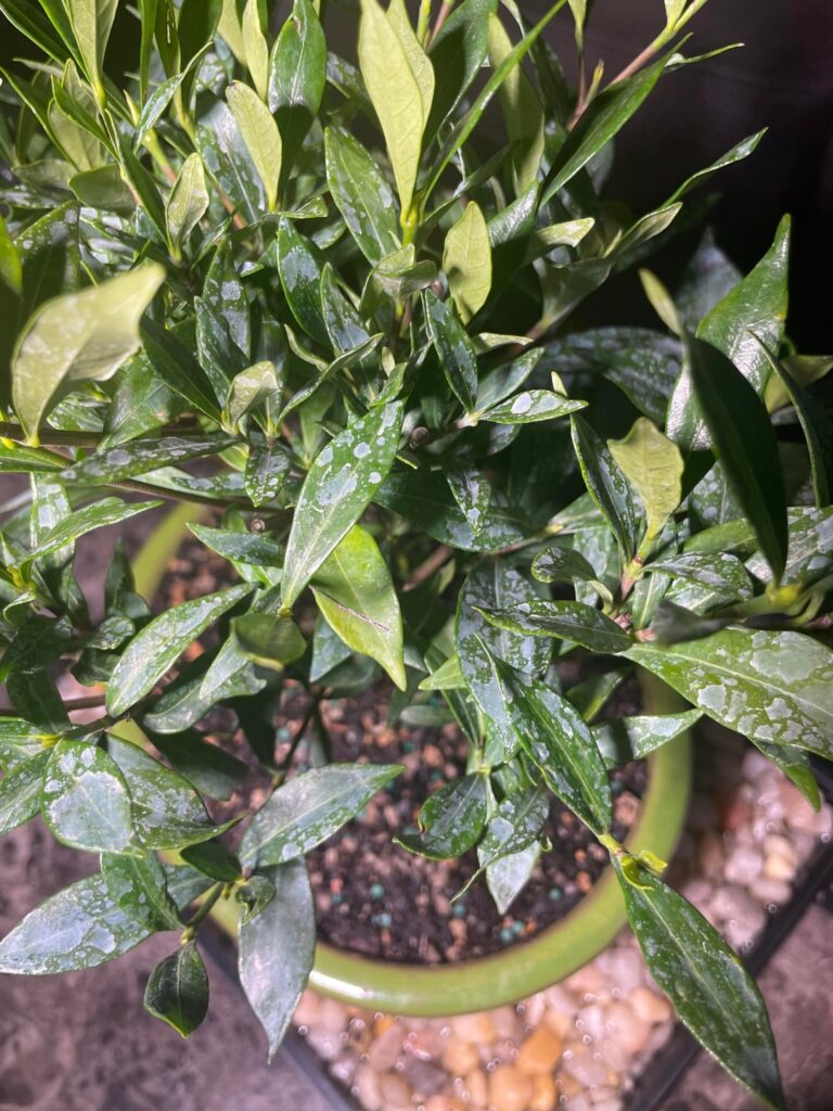 Got this white substance on my bonsai gardenia leaves