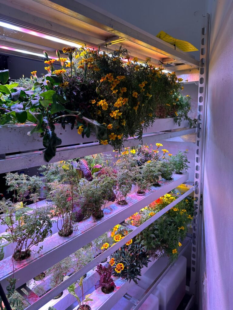 Fun projects with indoor gardening