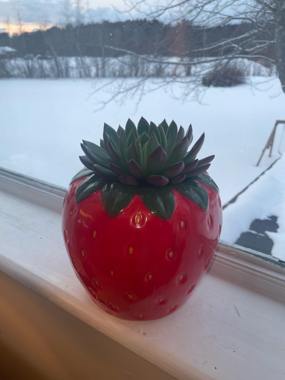 The only succulent surviving my depression episode