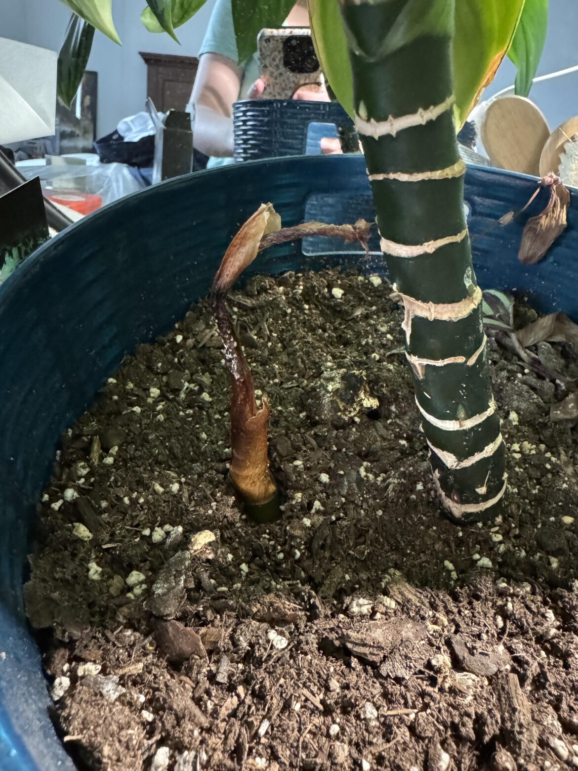 A little baby shoot came up on my plant and then shriveled up. I didn’t change anything.