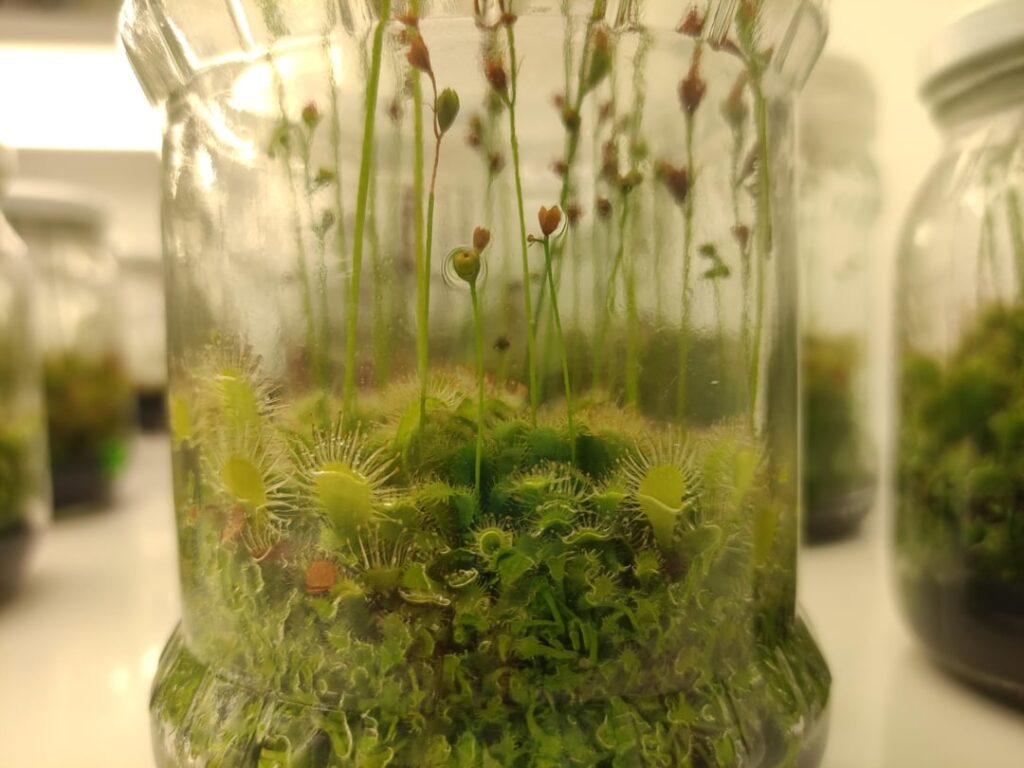 I was taken to plant Disney land