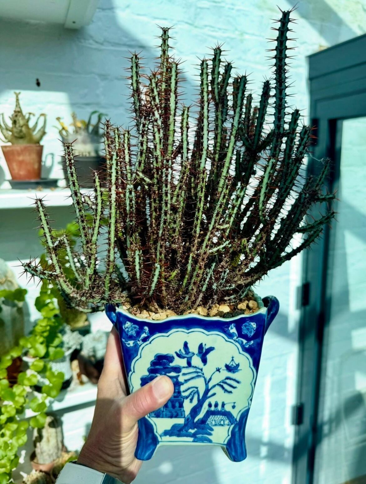 Hi all please support my new sub r/plantandpot - would be epic to all your pot-and plant combos- cheers——Euphorbia aeuriginosa in a vintage Chinese bonsai pot