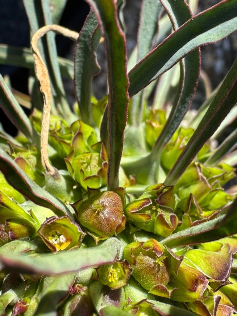 HELP…How to capture clandestina seeds