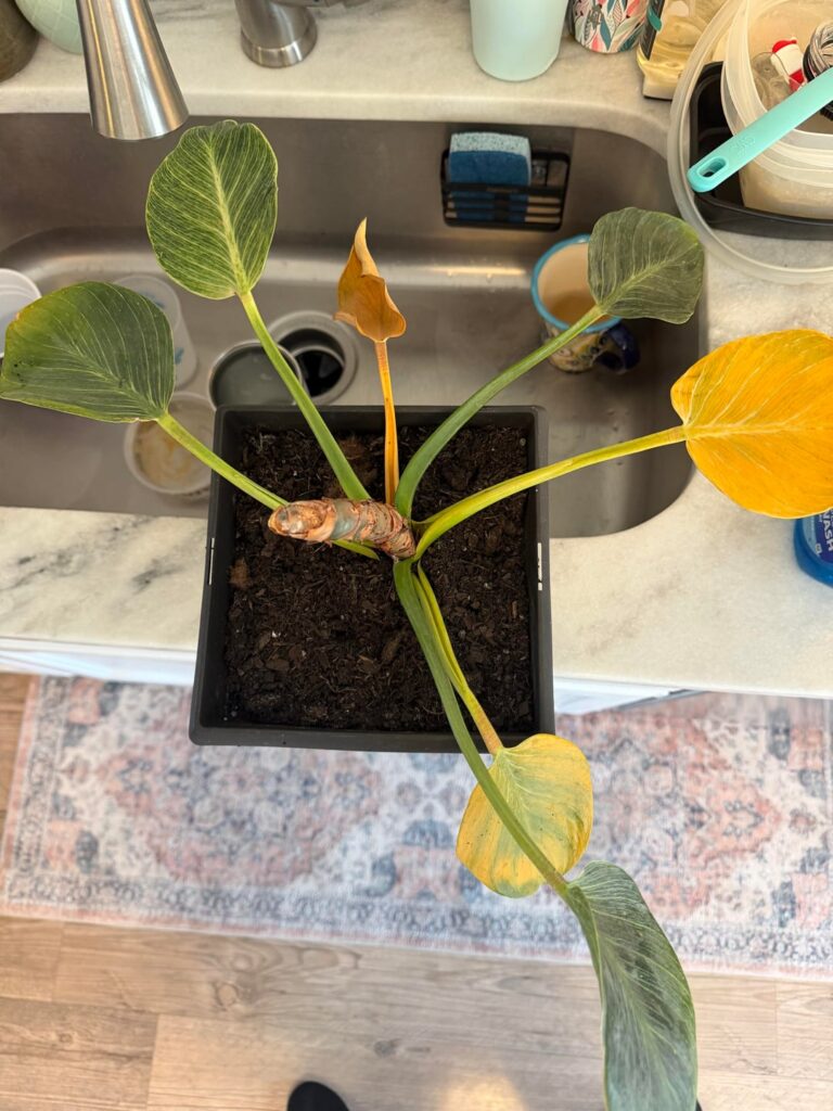 Leaves turning yellow one by one