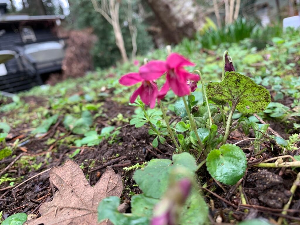 is this a native viola? for pacific northwest
