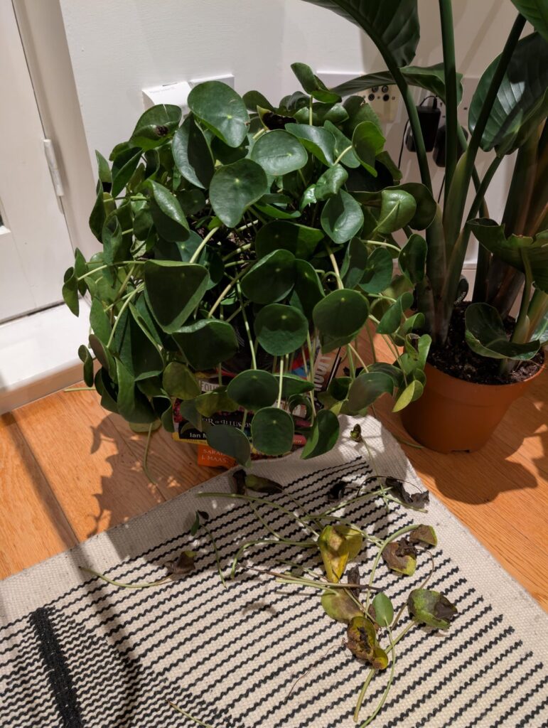 Advice needed - bad plant parents