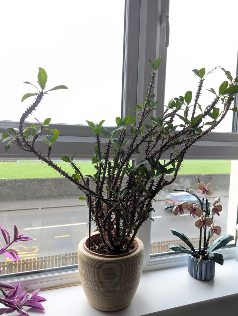 Spider mites on my crown-of-thorns