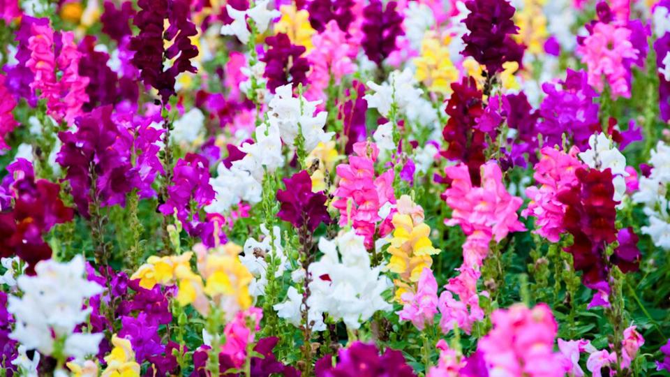 Colorful Snapdragons Flowers in the garden.
