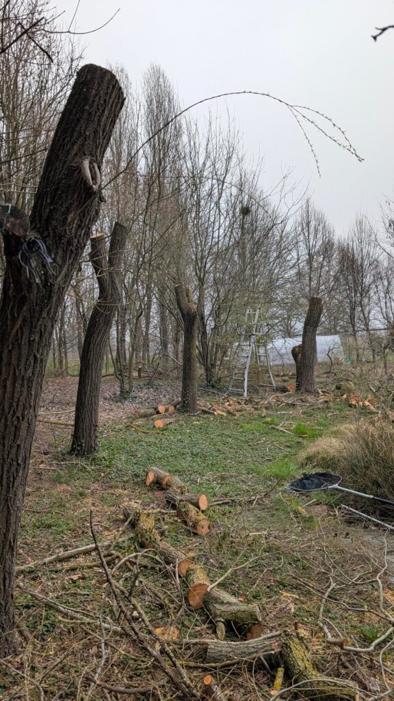 I'm weeping for these weeping willows