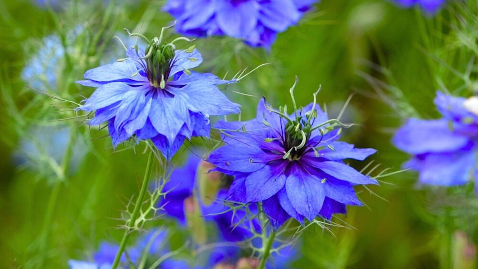 Blue Nigella damascena, love in a mist, in flower.