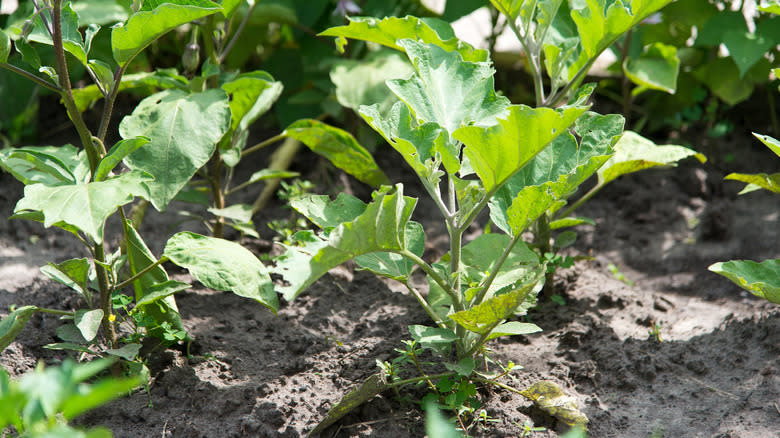Eggplant seedlings growing outside