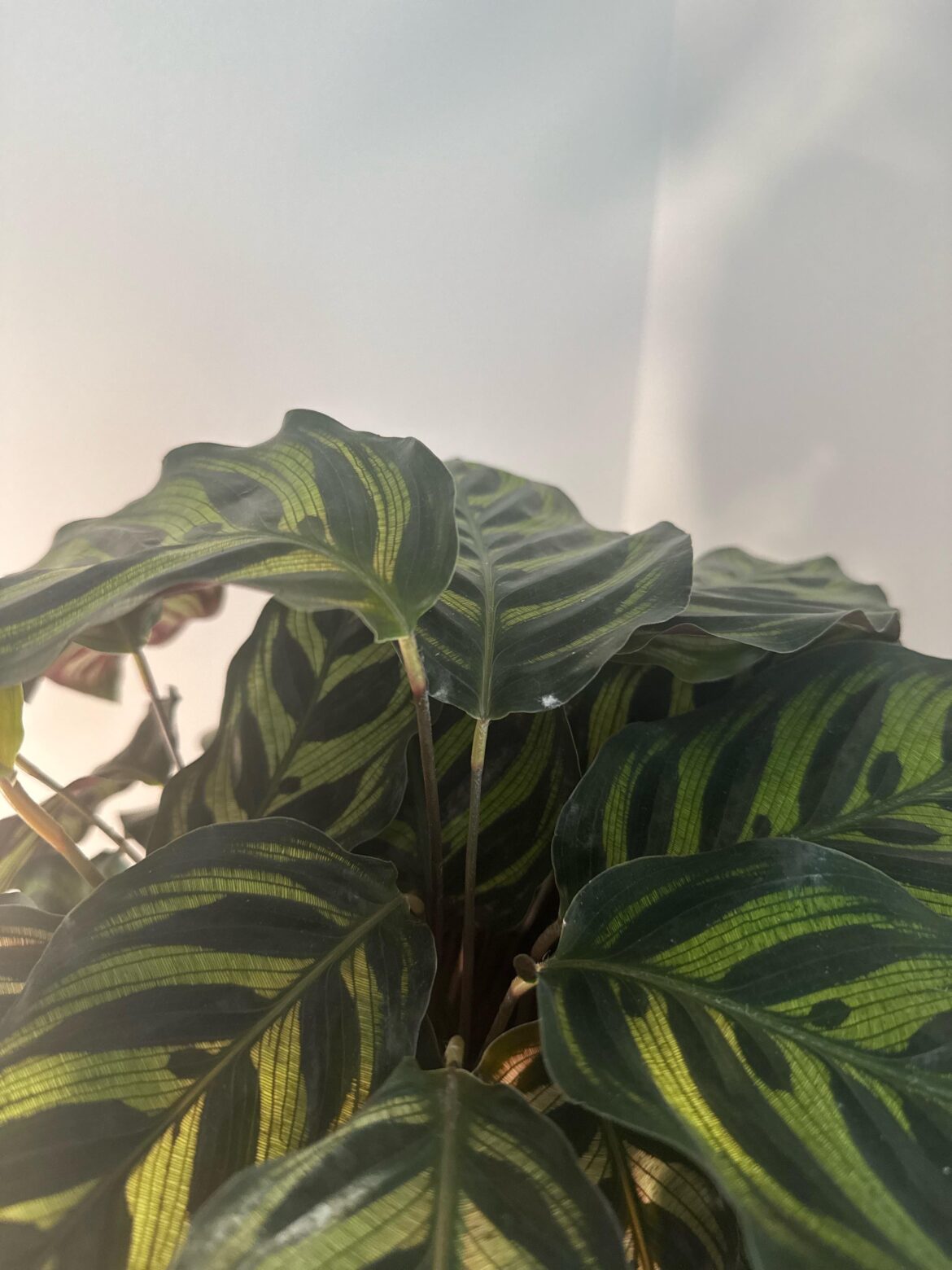 Are these spider mites?