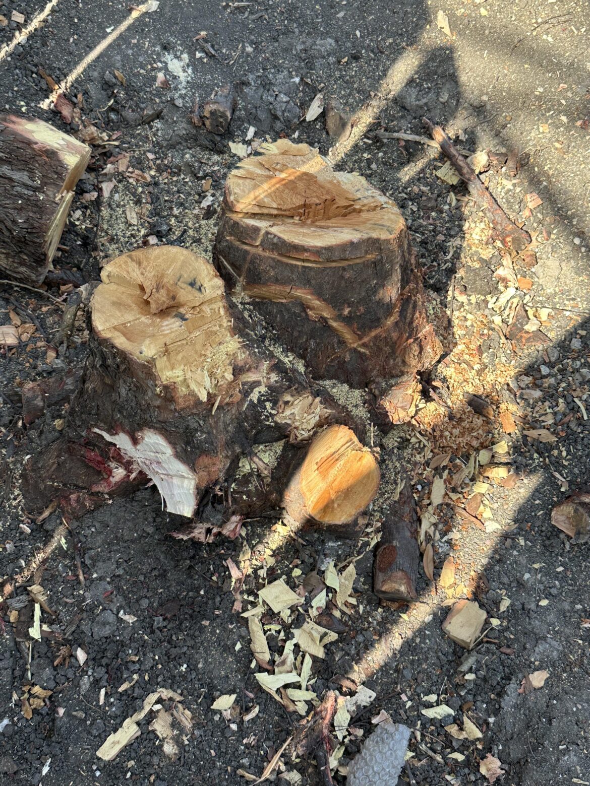 Tree stump Tree stump
