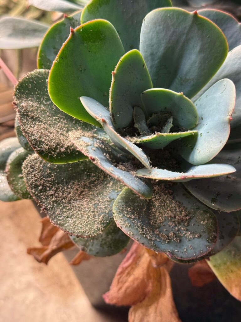 False advertising! It’s called a succulent but this tastes awful