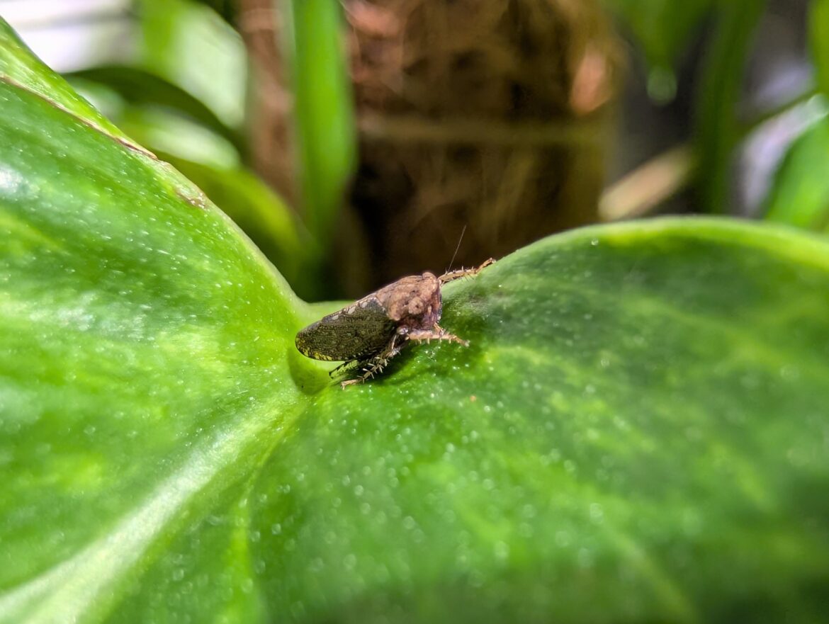 friend or foe i just found this morning? he's just been chilling here, has not moved at all from me getting close.