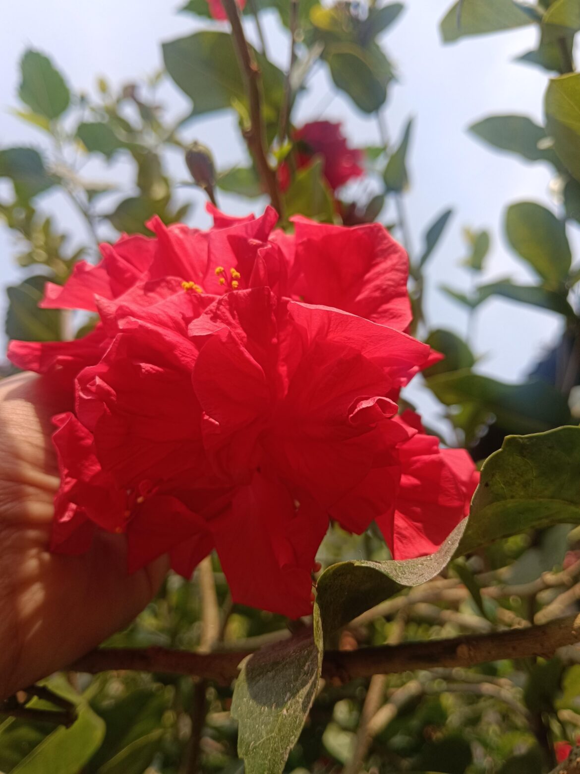 Hibiscus 🌺