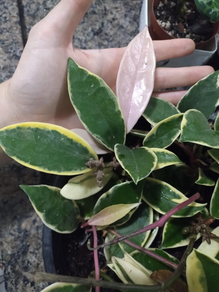 my Hoya gave me a pink leaf