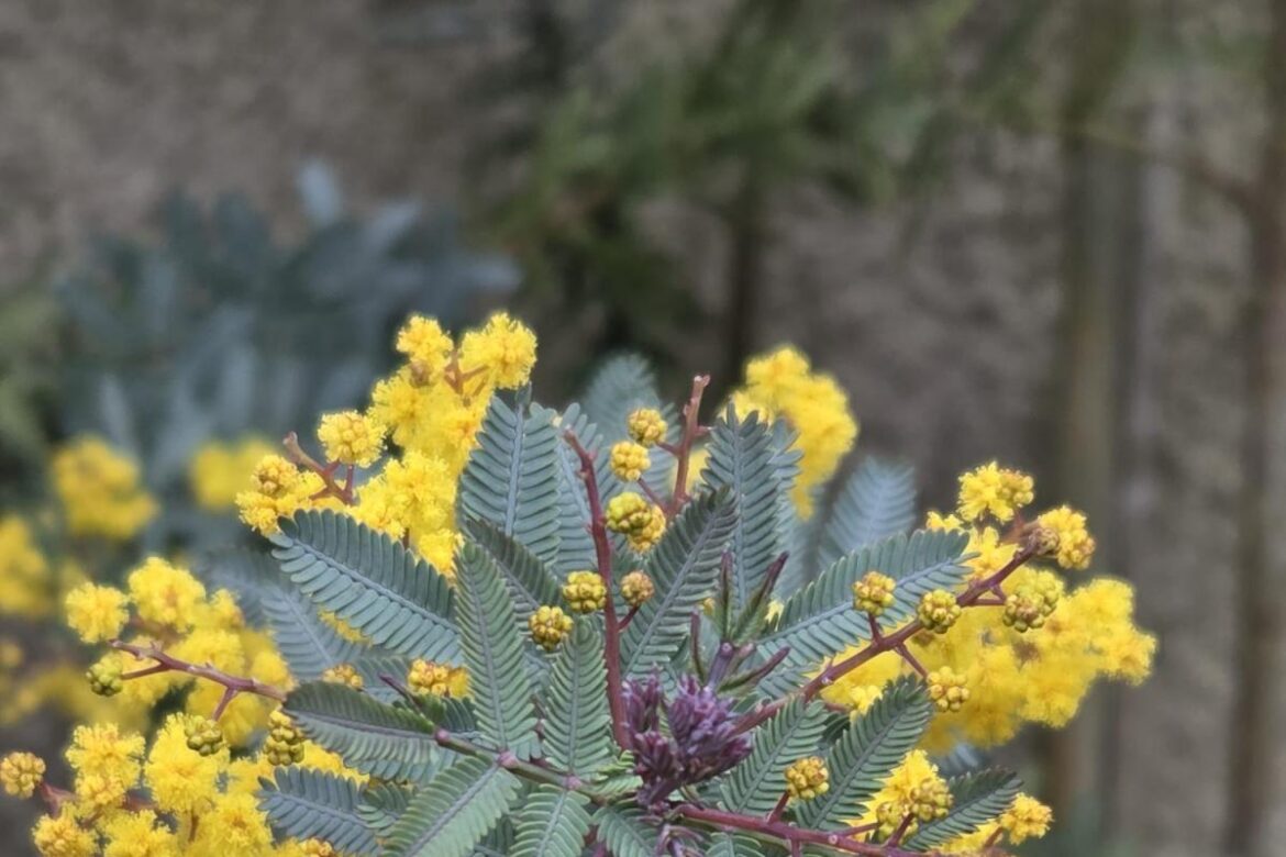 Some great ideas for your garden as spring approaches Some great ideas for your garden as spring approaches