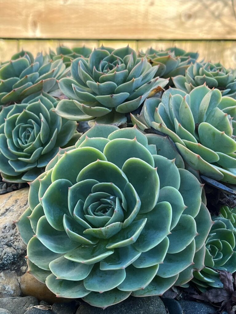Any one know the variety of either?