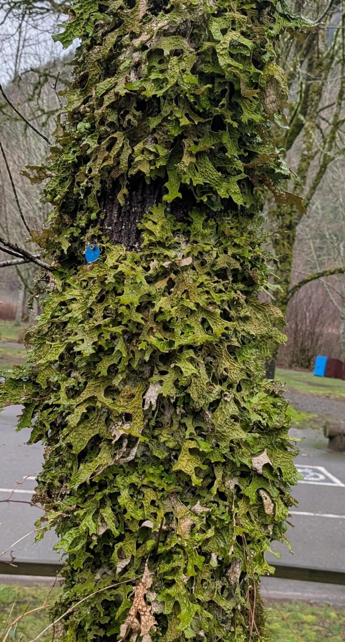 What's this large moss-like thing growing in a tree trunk in the PNW?