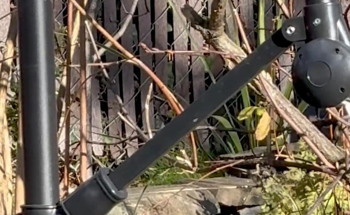 Gardener shares video of delightful scene in backyard: 'Hottest spot in town'