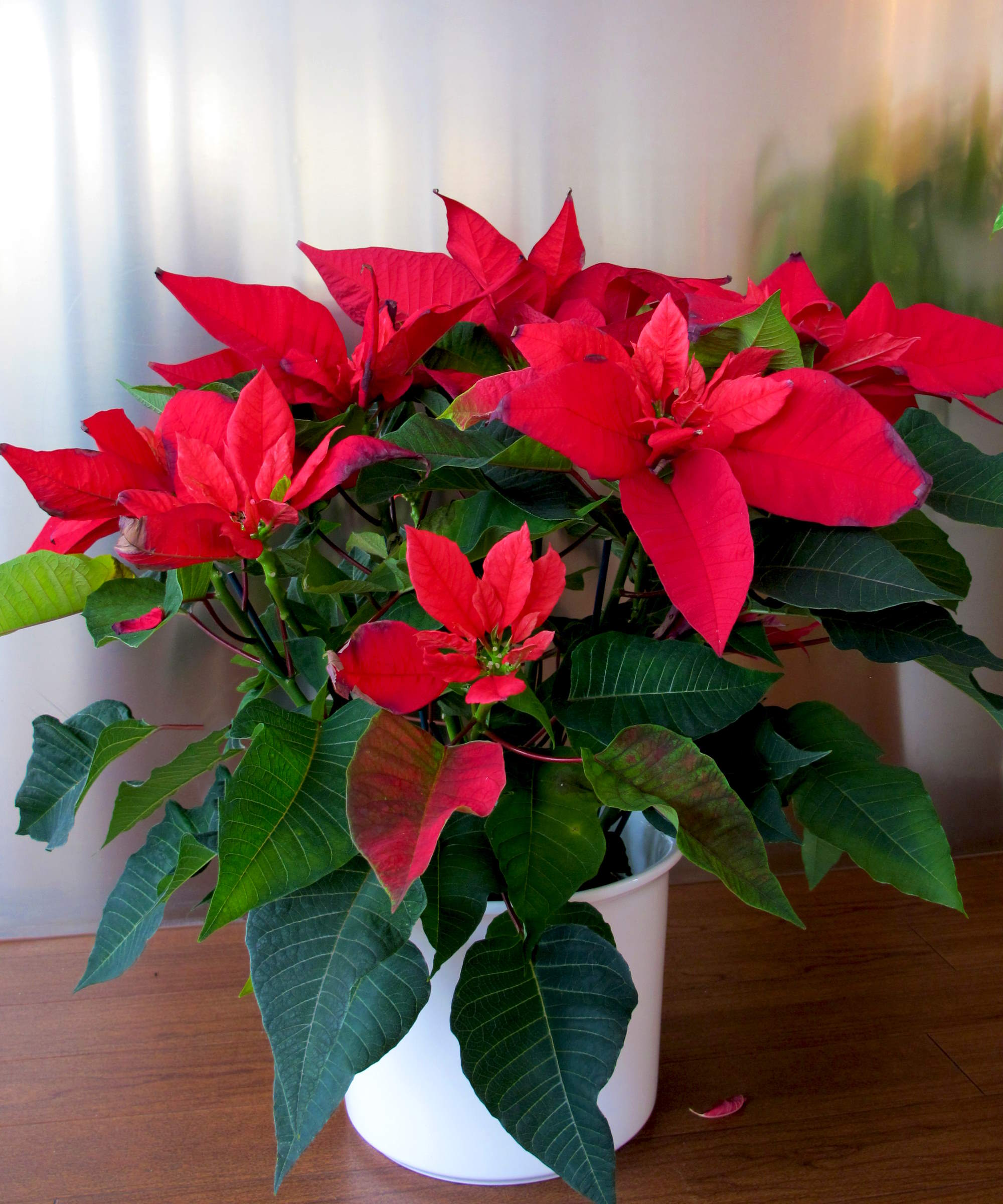 Potted poinsettia blooming at Christmas
