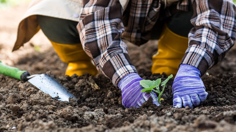 person transplanting squash seedling