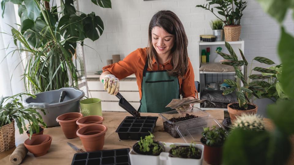 happy young woman enjoys time at her homegarden filling seed trays with potting soil. Seed-starting plants in the winter and early spring.