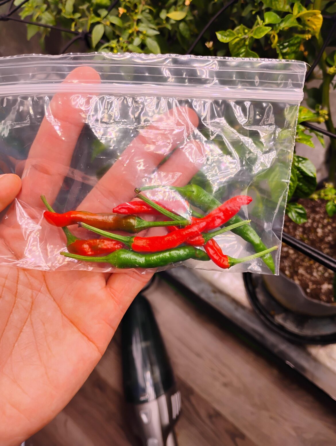 Small Batch Taste Test🌶️