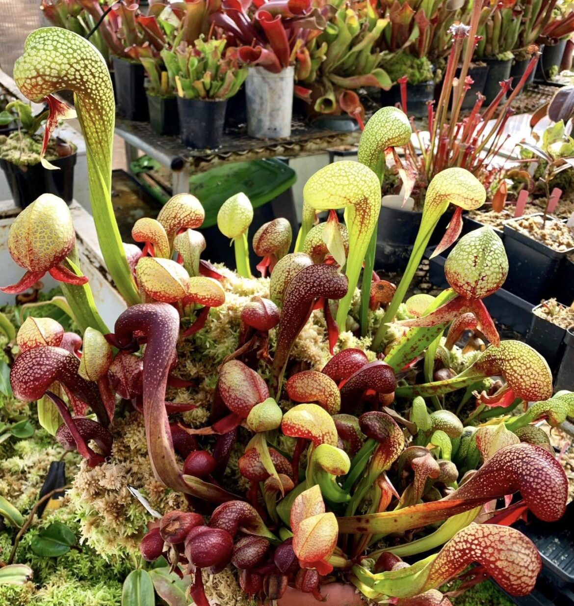When the Darlingtonia are glowing!