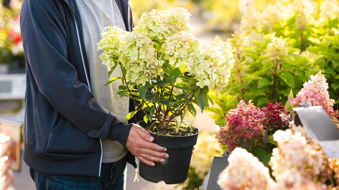 Are Costco Hydrangeas Are Worth Adding To Your Garden? Here’s What Buyers Say Outdoor Guide