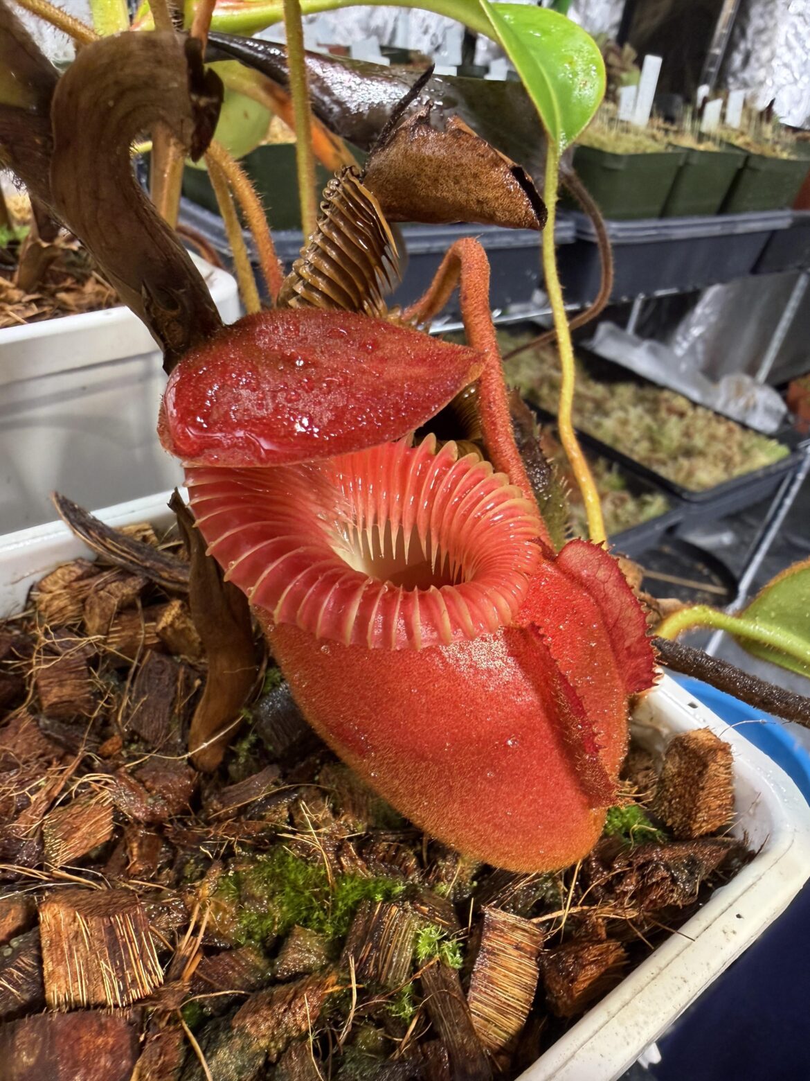 Nepenthes villosa