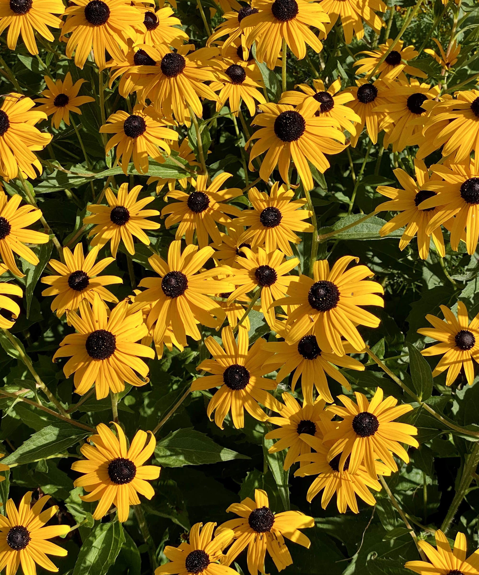 Blacked-eyed susan flowers blooming in late summer