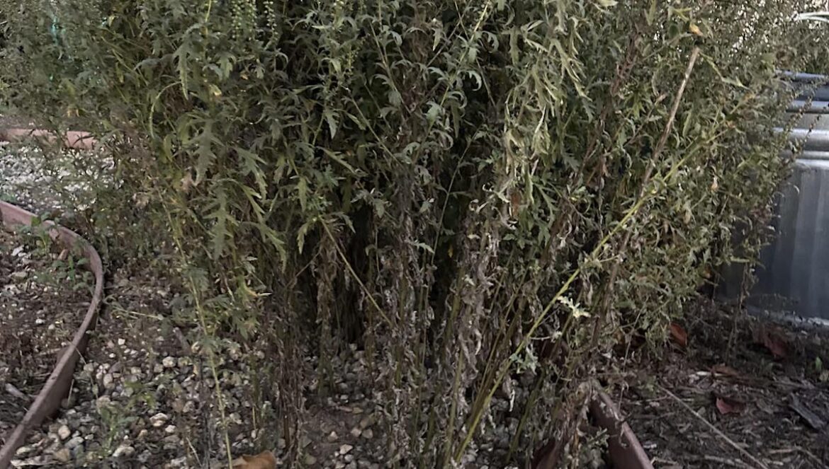 Gardener shares photo after making concerning discovery in mother's yard: 'I need hope'