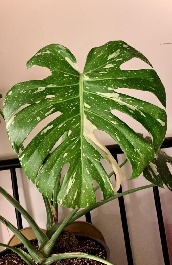 newest (and biggest) leaf