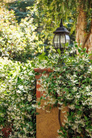 Monrovia.com by Doreen Wynja