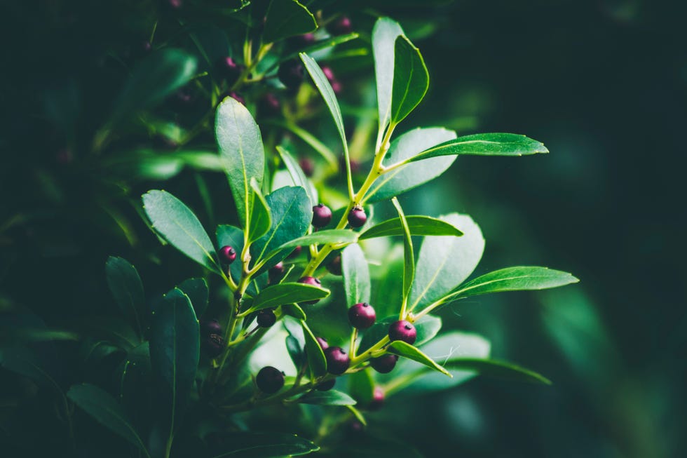 Closeup shot of An Evergreen winterberry or Inkberry Holly Closeup shot of An Evergreen winterberry or Inkberry Holly