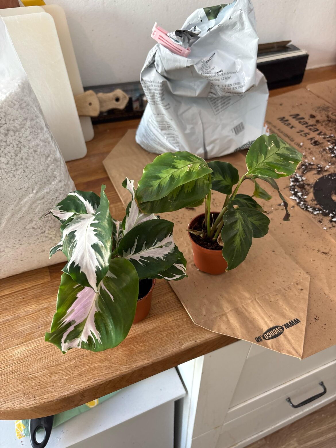 Help me identify these two!