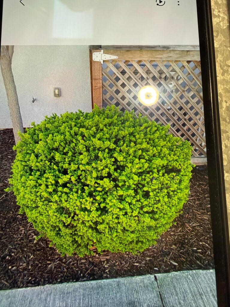 Funky Shrub ID Funky Shrub ID