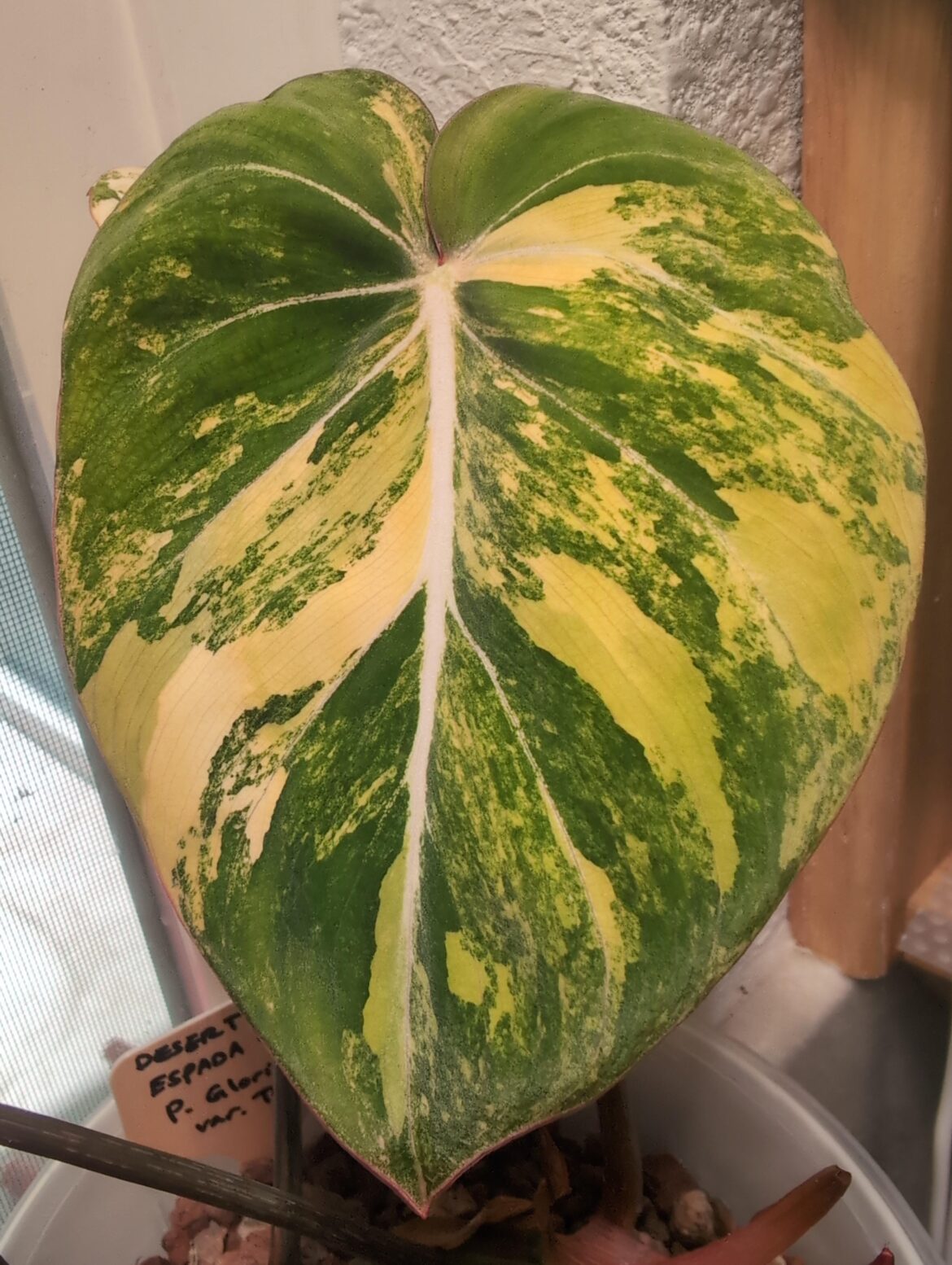 Gloriosum var type 2 new leaf 💖
