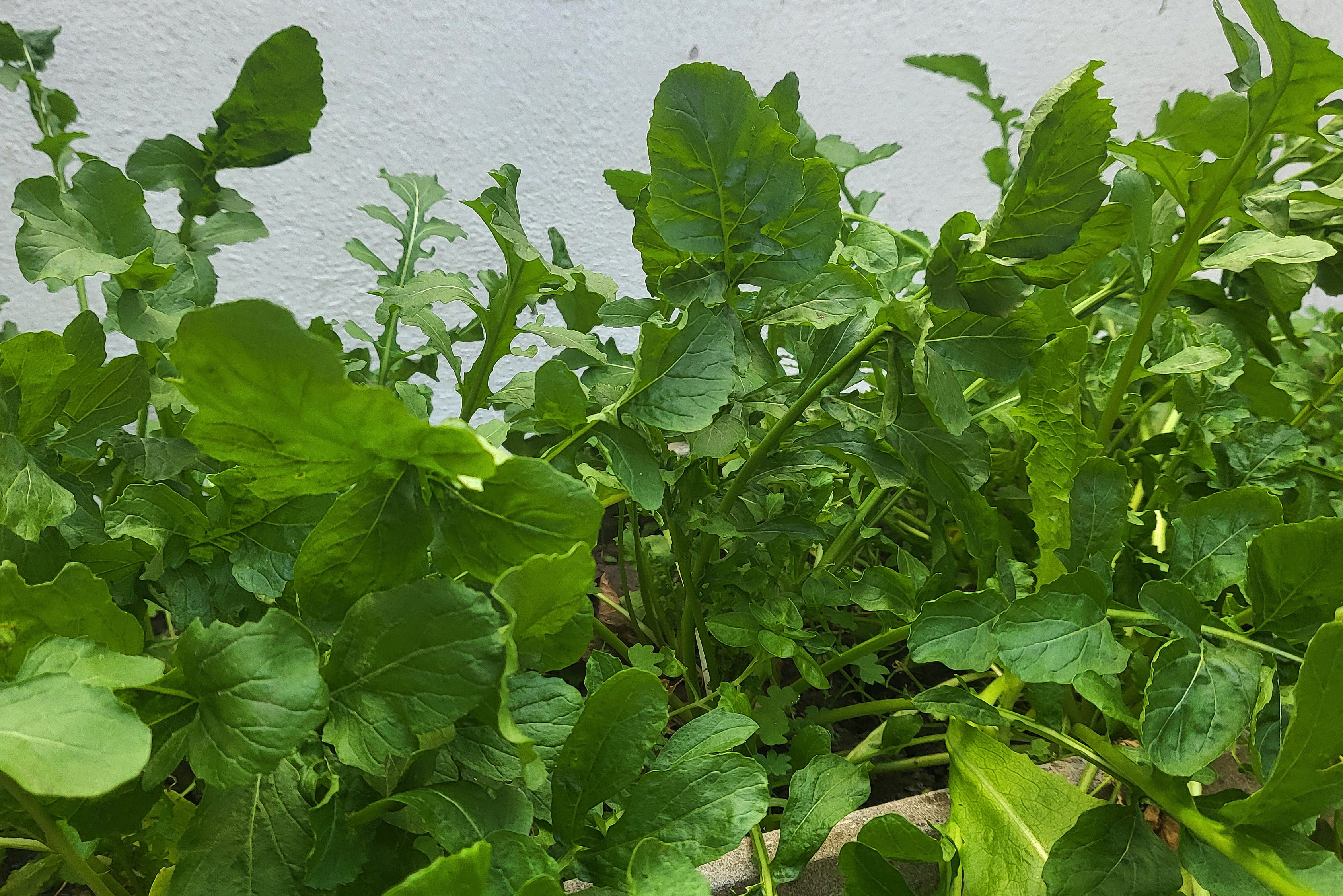 arugula