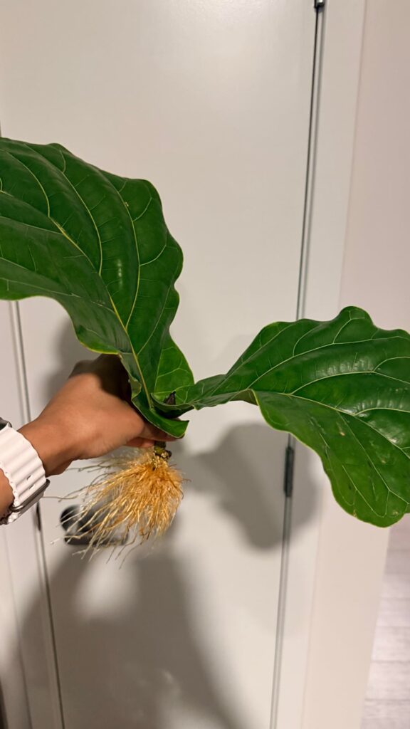 Should I wait till Spring or is this cutting ready to be potted in soil?