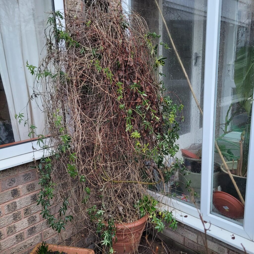 Passionflower (?) Pruning Tips