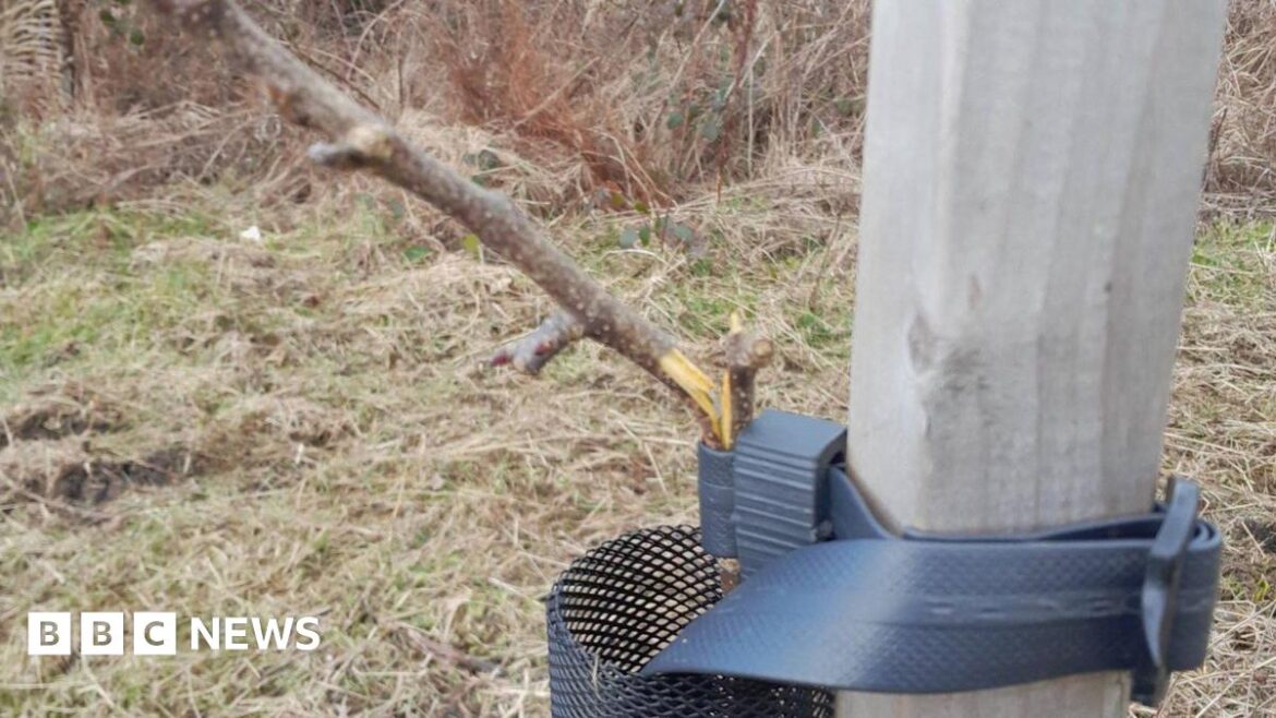 Whitehaven fruit trees snapped by vandals, National Trust says A young apple tree which has had its main trunk snapped. It was being supported by a plastic belt strapped to a plank of wood.