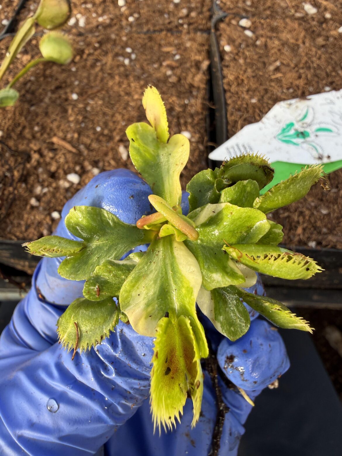 An exciting new one from Diflora.