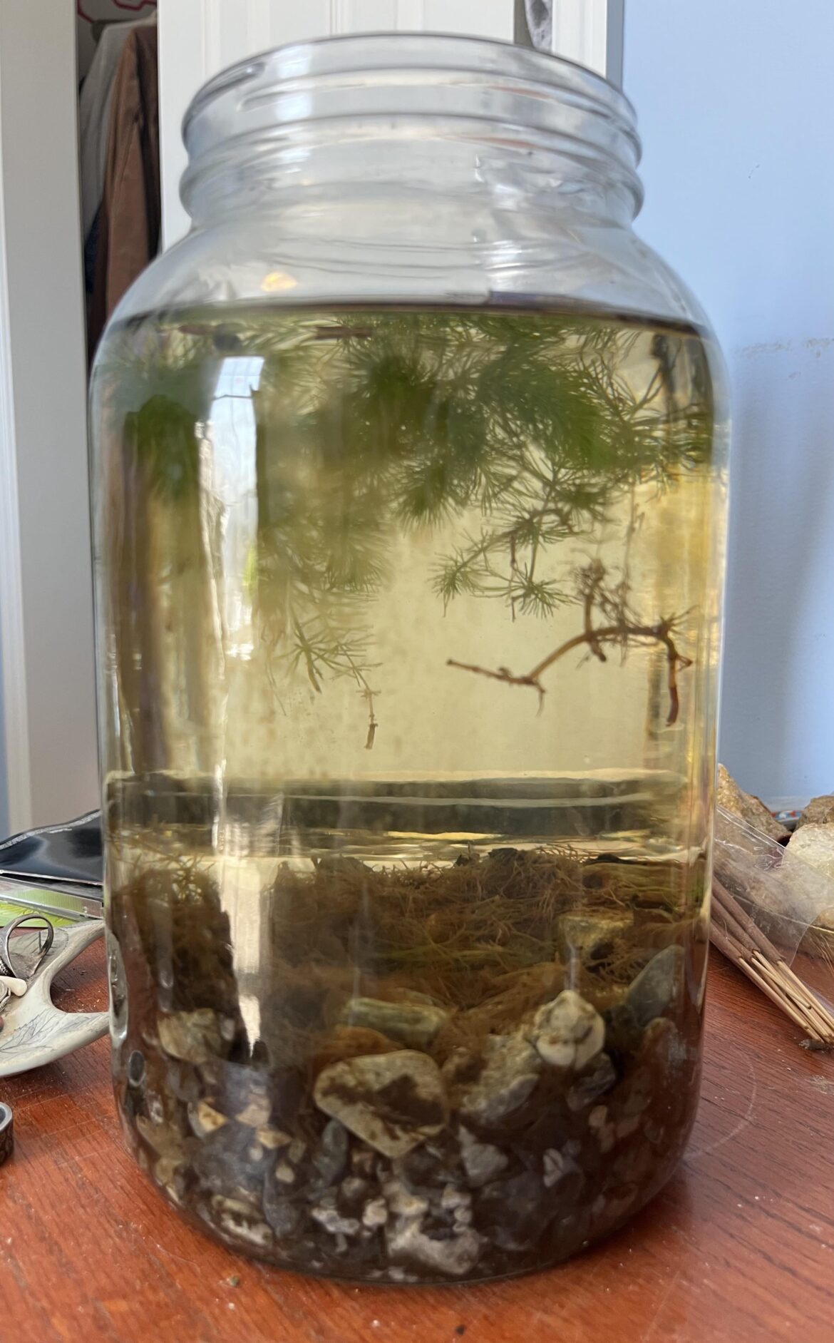 Using sticks from outside in jarrarium? Using sticks from outside in jarrarium?